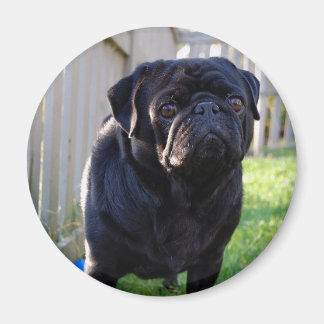 Imã Pug Magnet