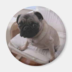 Imã Pug Magnet Machi