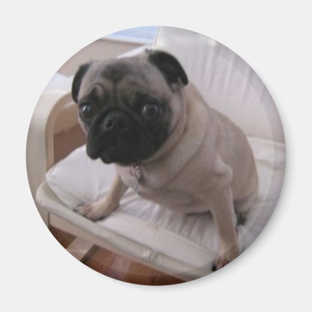 Imã Pug Magnet Machi (Frente)