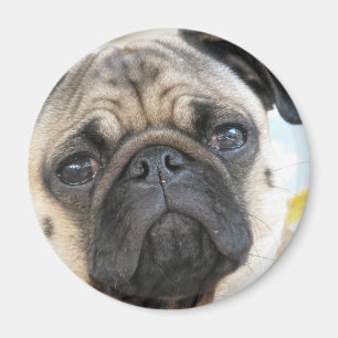 Imã Pug mim