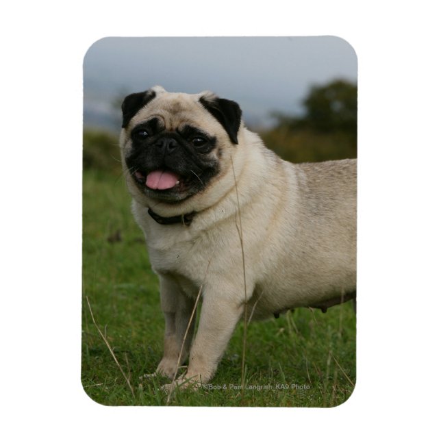 Ímã Pug Panting (Vertical)