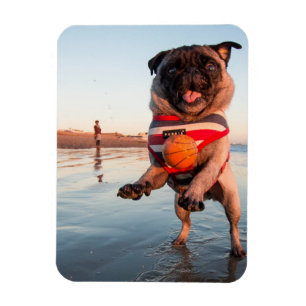 Ímã Pug Playing Ball on Beach