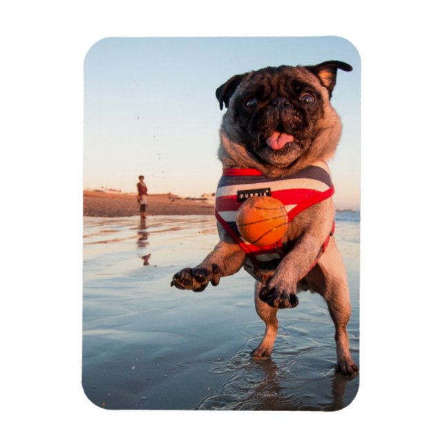 Ímã Pug Plays Ball on Beach (Vertical)