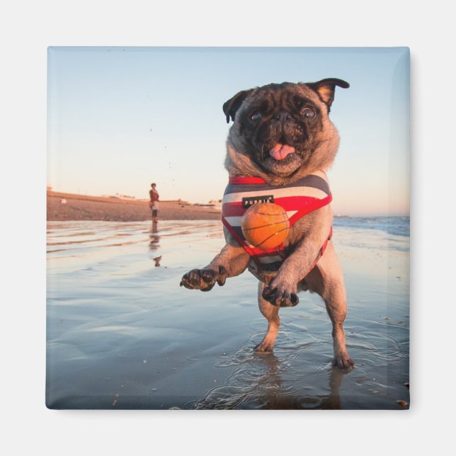 Imã Pug Plays Ball on Beach (Frente)