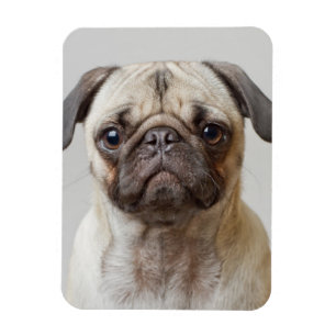 Ímã Pug Portrait
