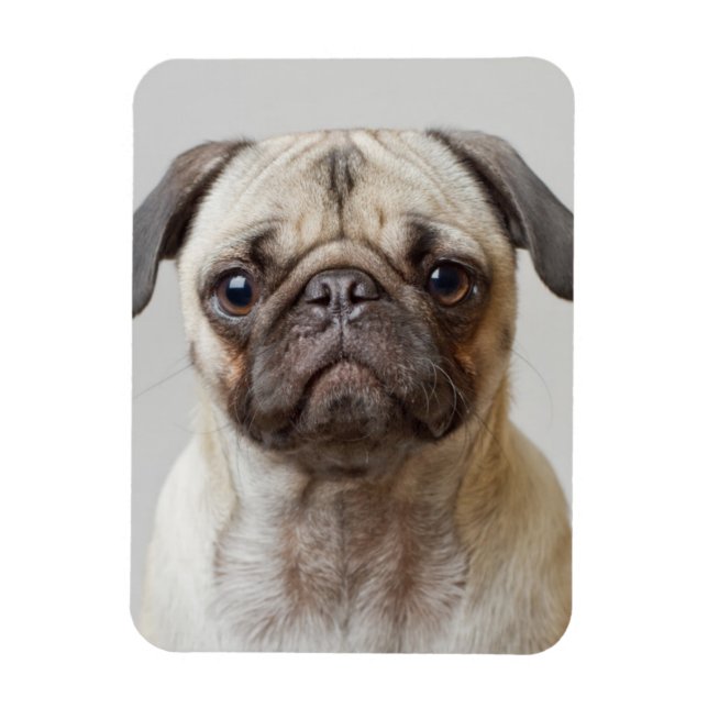 Ímã Pug Portrait (Vertical)