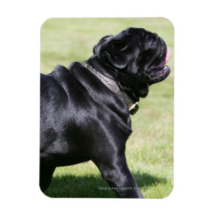 Ímã Pug preto que arfa ao andar