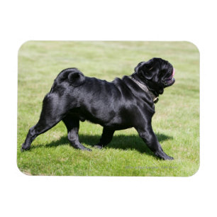 Ímã Pug preto que arfa ao andar