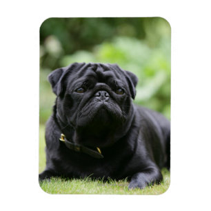 Ímã Pug preto que estabelece