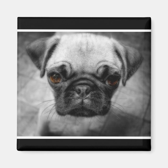 Imã Pug Pup (Frente)