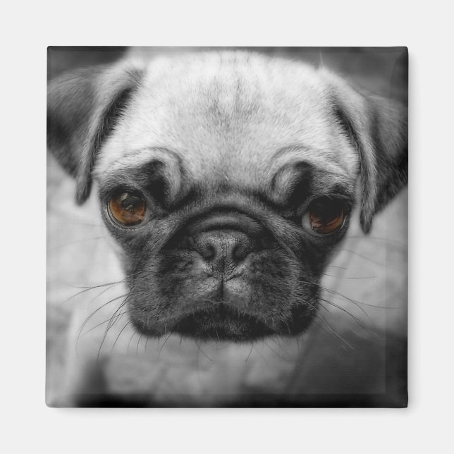 Imã Pug Pup (Frente)