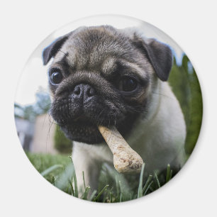 Imã Pug Puppy
