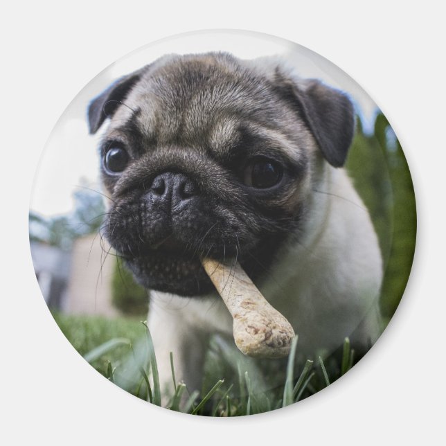 Imã Pug Puppy (Frente)