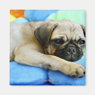 Imã Pug que coloca em travesseiros