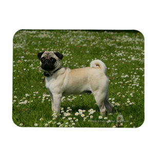 Ímã Pug que joga nas flores