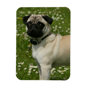 Ímã Pug que joga nas flores