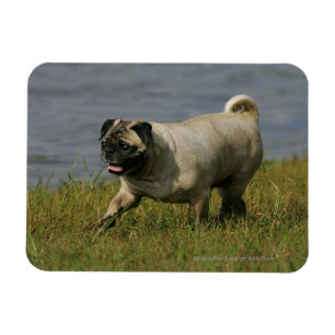 Ímã Pug que joga perto da água