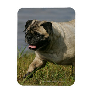 Ímã Pug que joga perto da água