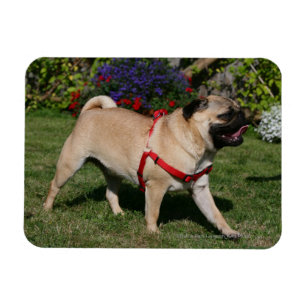 Ímã Pug que veste o chicote de fios vermelho