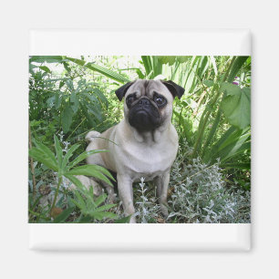 Imã pug sentado