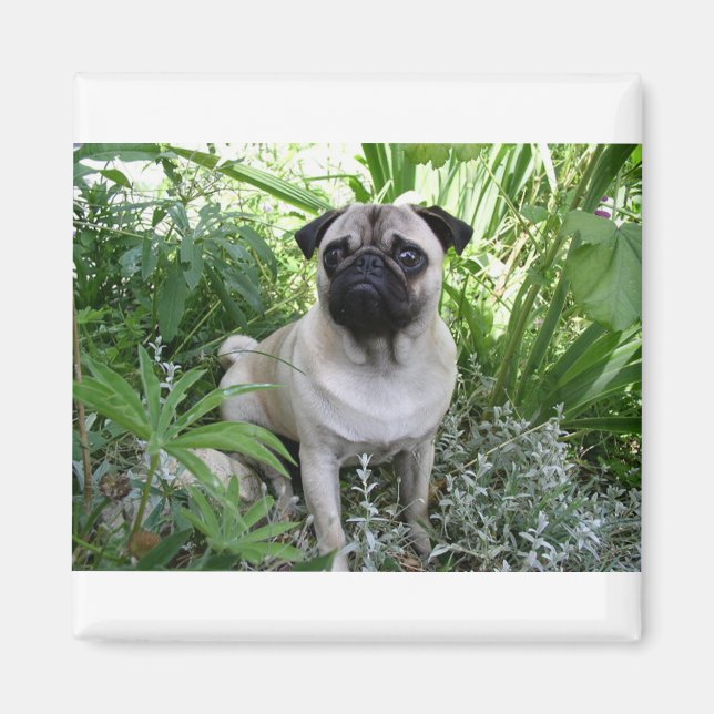 Imã pug sentado (Frente)