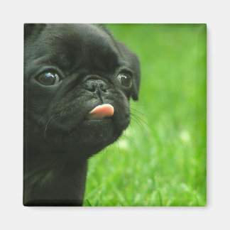 Imã Pug Square Magnet