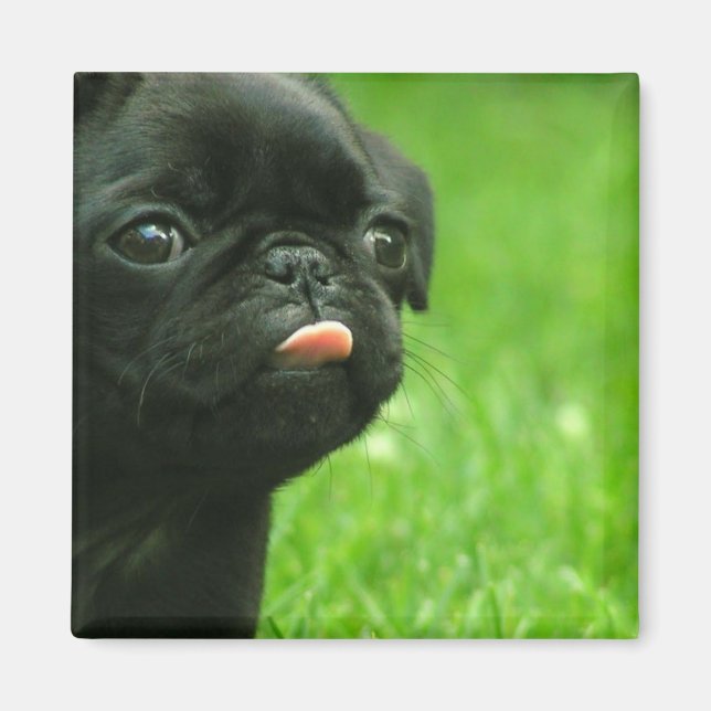 Imã Pug Square Magnet (Frente)