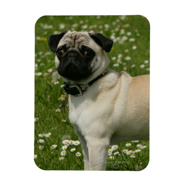 Ímã Pug Tocando em Flores (Vertical)