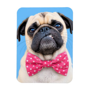 Ímã Pug Usando Laço Rosa