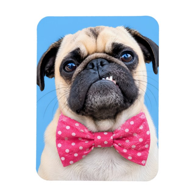 Ímã Pug Usando Laço Rosa (Vertical)