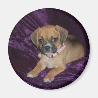 Imã Puggle Love