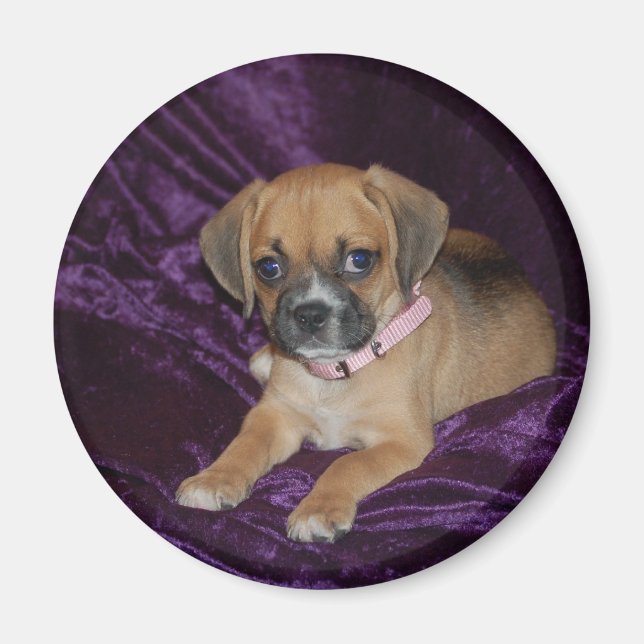 Imã Puggle Love (Frente)