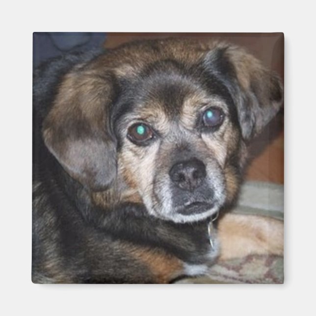 Imã Puggle Magnet (Frente)