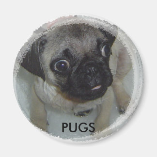Imã Pugs magnet