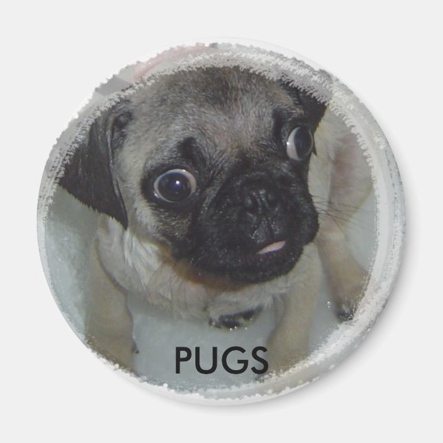 Imã Pugs magnet (Frente)