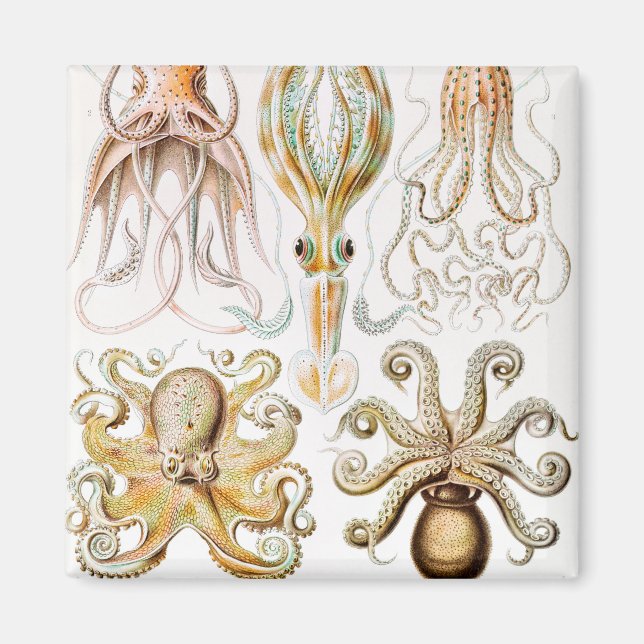 Imã Pula de Octopus, Gamochonia por Ernst Haeckel (Frente)