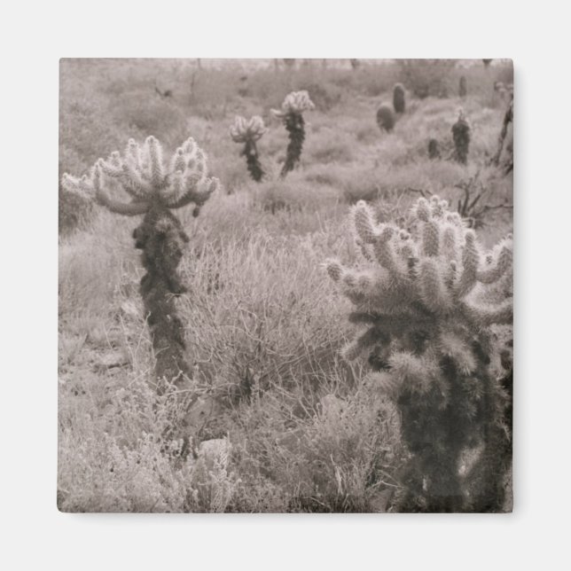 Imã Pulando o Magnet do Refrigerador do Deserto Cholla (Frente)
