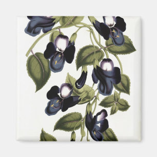Imã Pulcherrima Asiatica de Torenia