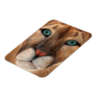 Ímã Puma