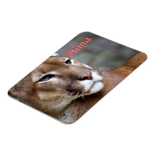 Ímã Puma argentina -