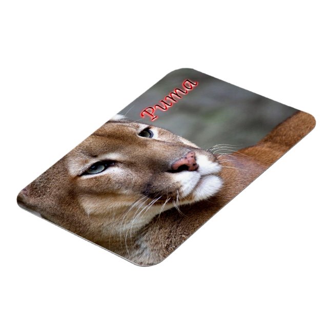 Ímã Puma argentina - (Left Side)