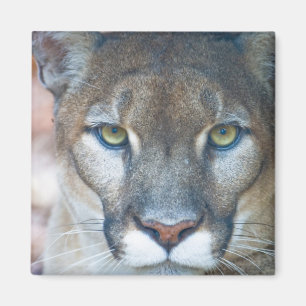 Imã Puma, leão-da-montanha, pantera-da-flórida, Puma