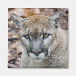 Imã Puma, leão de montanha, pantera de Florida, puma