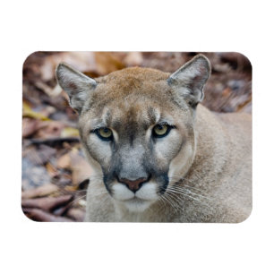 Ímã Puma, leão de montanha, pantera de Florida, puma