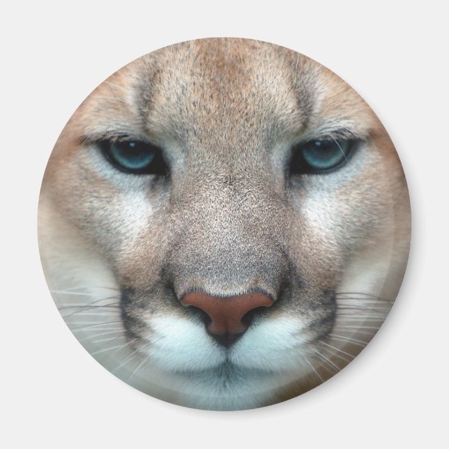 IMÃ PUMA LINDO (Frente)