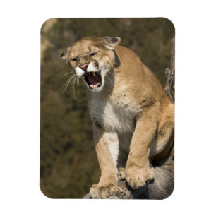 Ímã Puma ou leão-da-montanha, puma concolor, Cativeiro