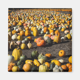Imã Pumkins
