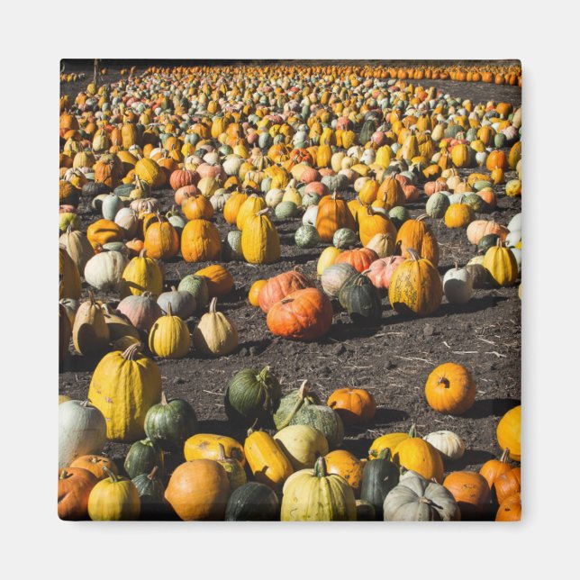 Imã Pumkins (Frente)