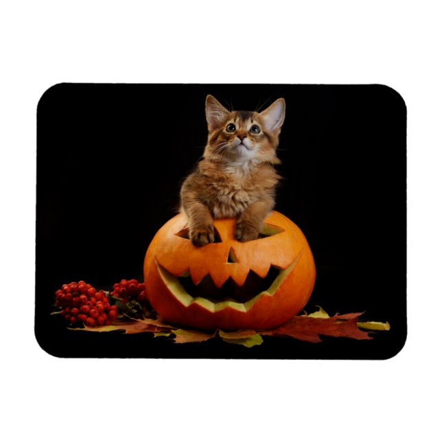 Ímã Pumpkin Assustado Do Halloween E Kitten Somali (Horizontal)