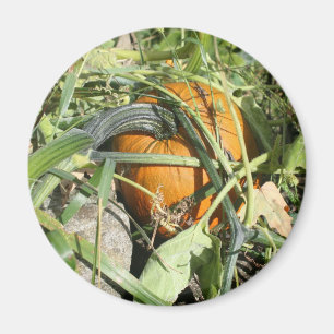 Imã Pumpkin Na Fotografia Da Vinha